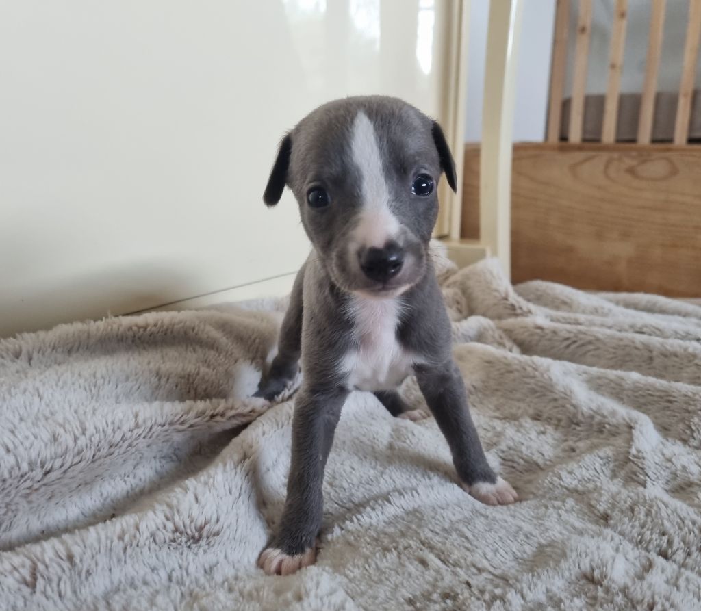 James Gang - Chiot disponible  - Whippet