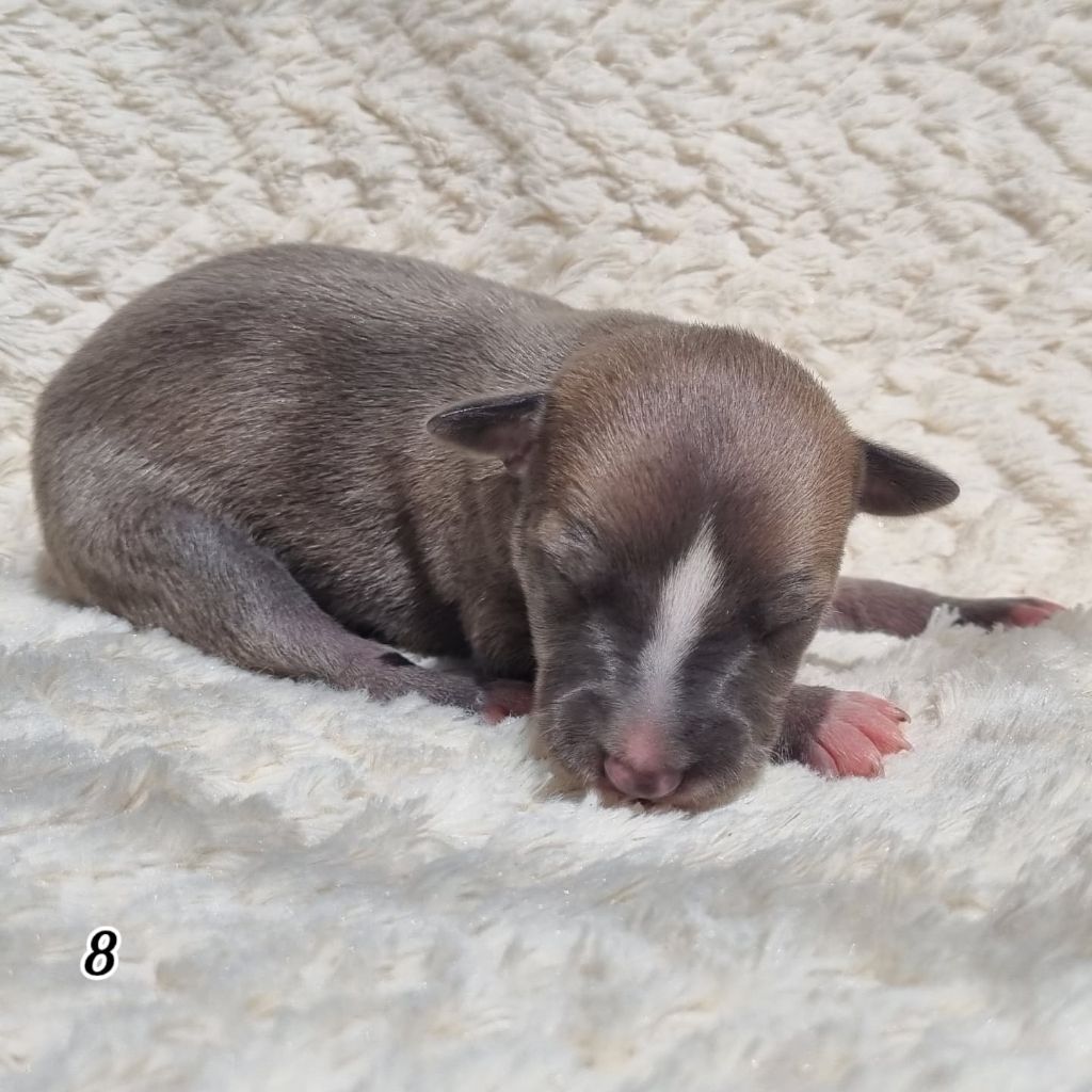 James Gang - Chiots disponibles - Whippet