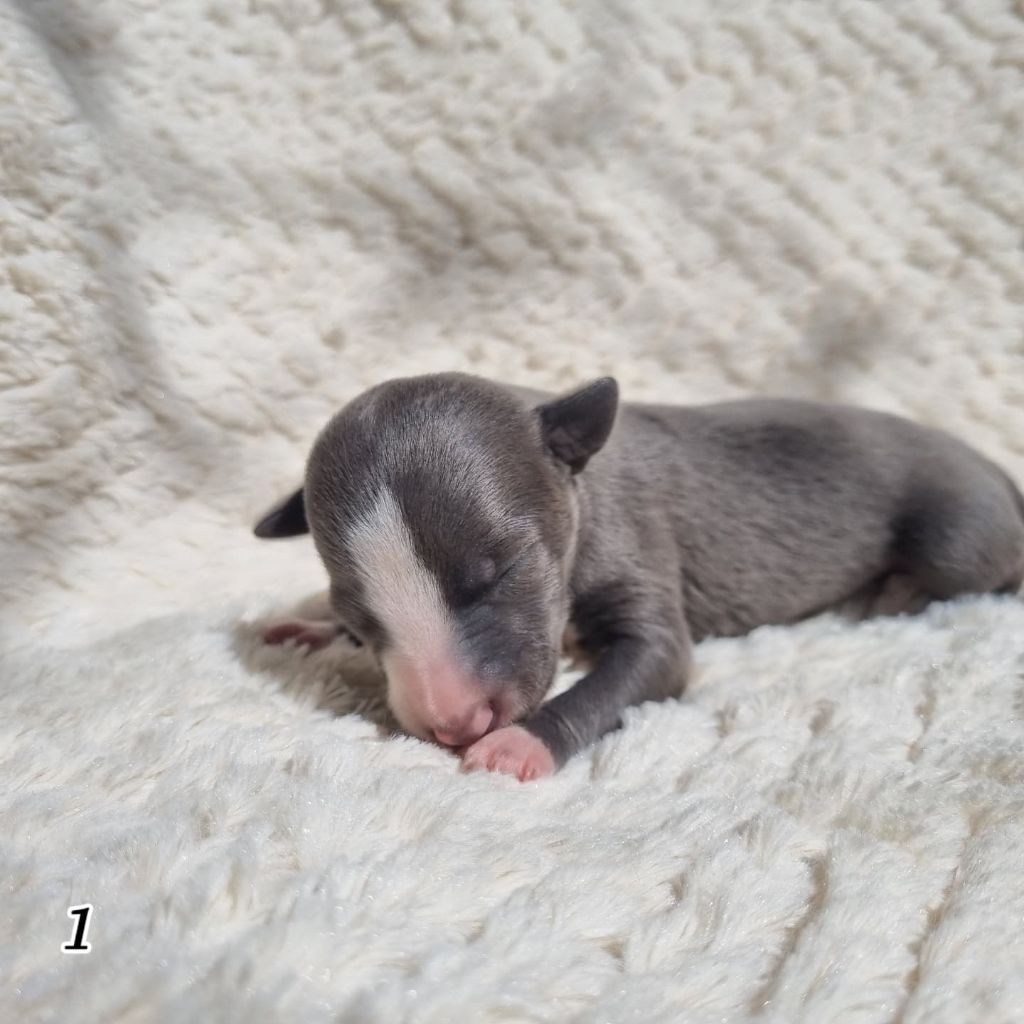 James Gang - Chiots disponibles - Whippet