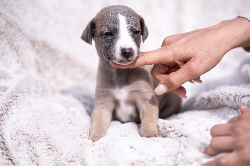 James Gang - Whippet - Portée née le 25/02/2024