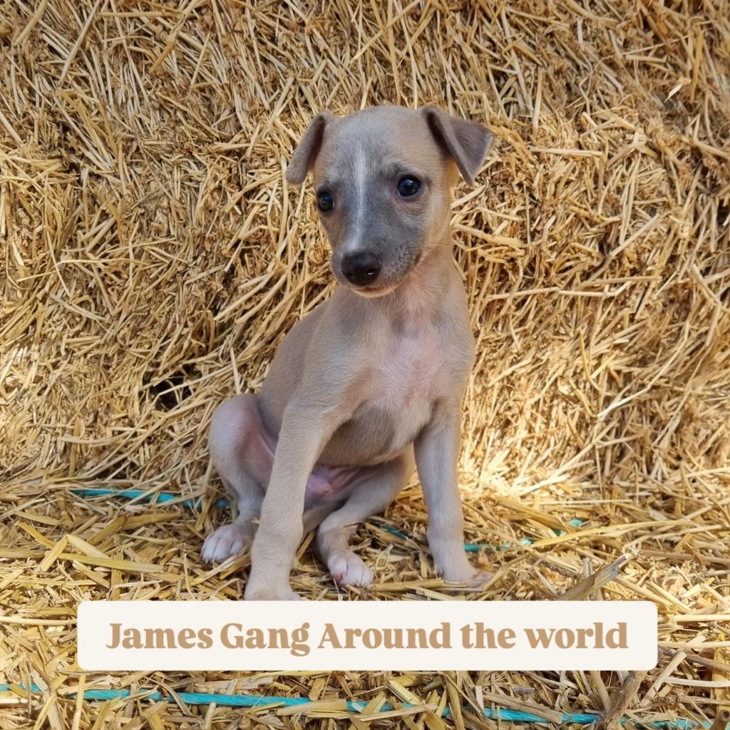 James Gang - Chiots disponibles - Whippet