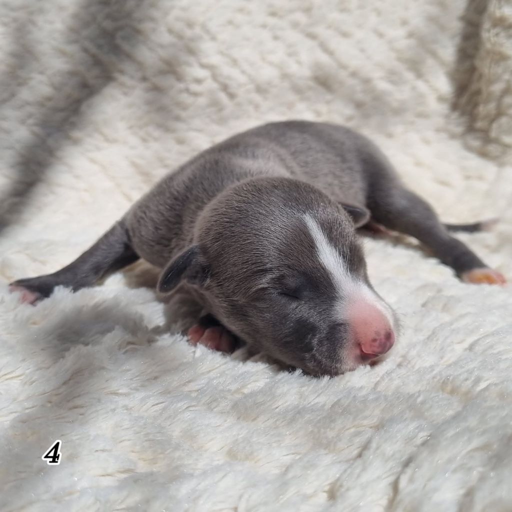 James Gang - Chiots disponibles - Whippet