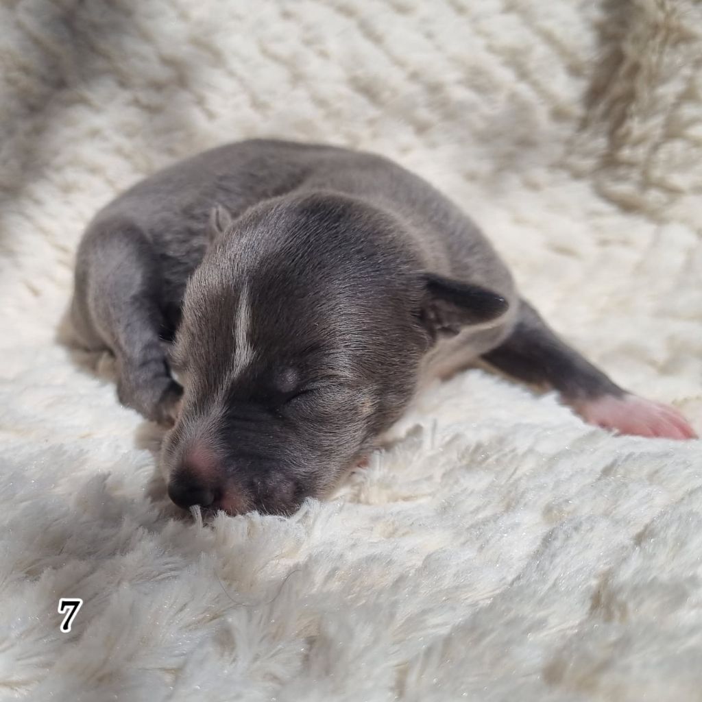 James Gang - Chiots disponibles - Whippet