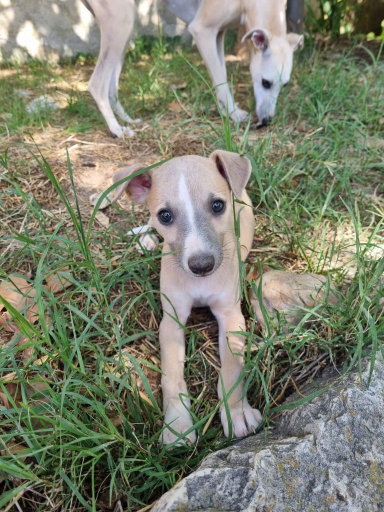 James Gang - Chiots disponibles - Whippet