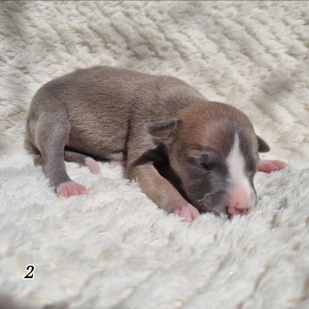 James Gang - Chiots disponibles - Whippet