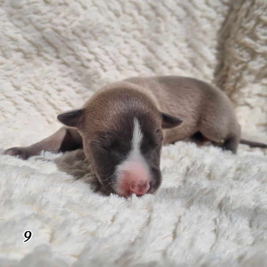 James Gang - Chiots disponibles - Whippet