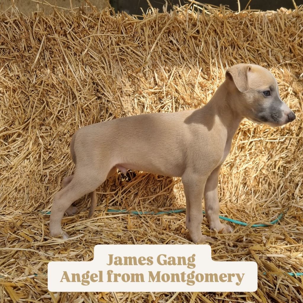 James Gang - Chiots disponibles - Whippet