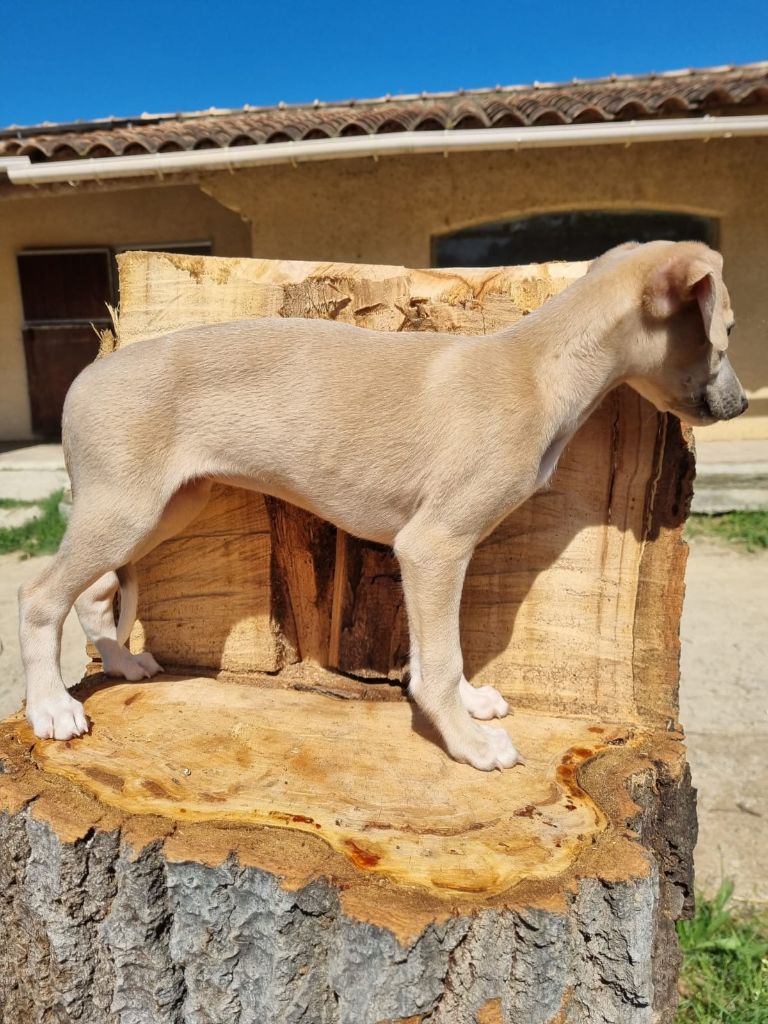 James Gang - Chiots disponibles - Whippet