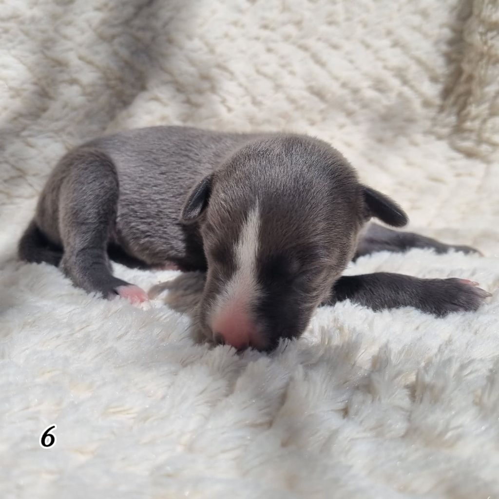 James Gang - Chiots disponibles - Whippet