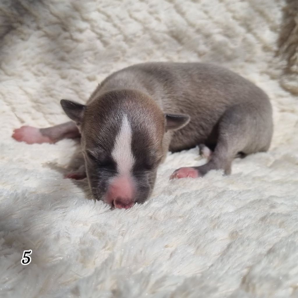James Gang - Chiots disponibles - Whippet
