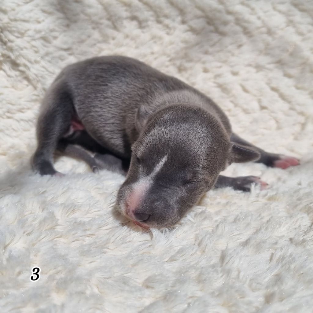 James Gang - Chiots disponibles - Whippet